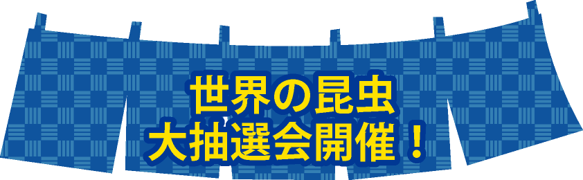 世界の昆虫大抽選会開催！