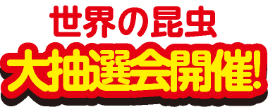 世界の昆虫大抽選会開催!